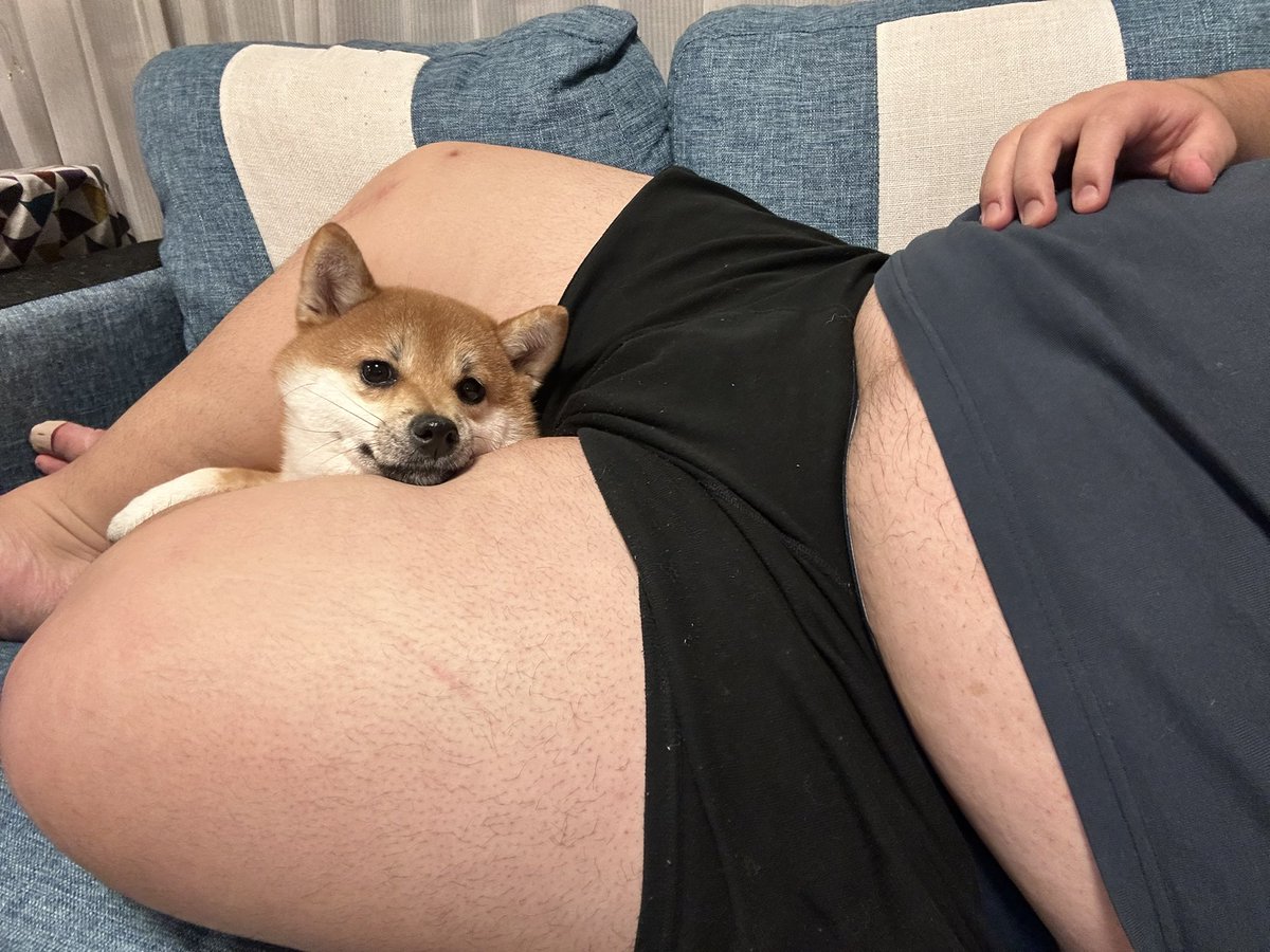 tontokoton_Art's tweet photo. お股でくつろぐこむぎちゃん🐶 https://t.co/MPBJnmRnrK
