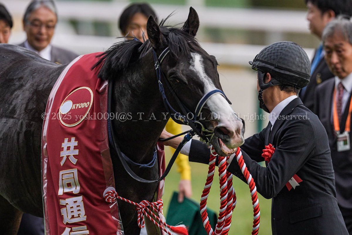 S_T_A_Y_G_O_L_D's tweet photo. 2025.2.16 #February162025
59th. #KyodoTsushinHai
第59回 #共同通信杯
1st. #MasqueradeBall #マスカレードボール
Jockey #RyuseiSakai #坂井瑠星
Trainer #TakahisaTezuka #手塚貴久
#TokyoRacecourse #東京競馬場
#HorseRacing #競馬 https://t.co/hWDz7u2uEj