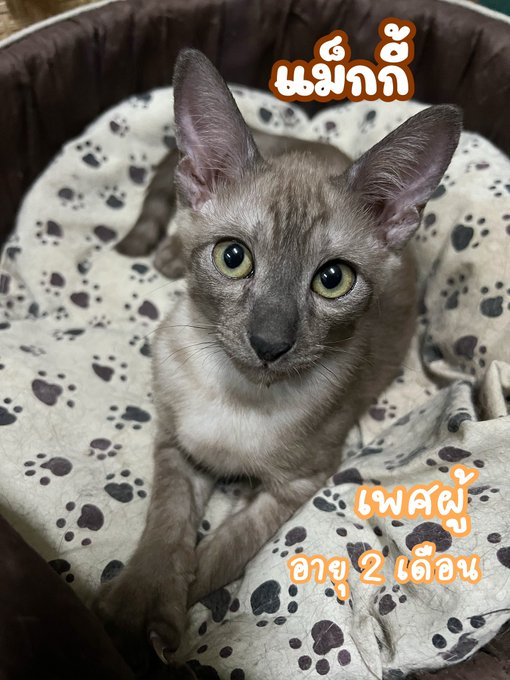CatsterClub's tweet photo. 🏡หาบ้านให้น้องแมว 🏡
อยากจะขอโอกาสให้ “แม็กกี้“ ได้มีบ้านที่อบอุ่นไม่ต้องใช้ชีวิตจรอีกต่อไปค่ะ🏡 
อายุประมาน 2 เดือน 
นิสัยดี ขี้เล่น ติดคน 
ถ่ายพยาธิแล้ว 
ข้อความข้างต้นถือว่าเป็นสัญญาในการรับเลี้ยงดู  
ปล. ในพื้นที่กทม. ยินดีส่งให้ถึงบ้านค่ะ  

พิกัด  สุขสวัสดิ์ 
ติดต่อ  id line : Only_oonz
#1แชร์เท่ากับ1โอกาสที่น้องจะได้บ้าน#แมวหาบ้าน#แมวจร #คนรักแมว #ทาสแมว