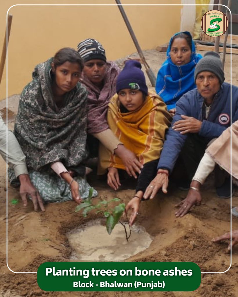 जहां बिखरे थे सपने, वहाँ उगाई ज़िंदगी!🌱  

In a heart-touching initiative, Shah Satnam Ji Green 'S' Welfare Force Wing volunteers are turning remembrance into renewal by planting trees over bone ashes. Following the teachings of Saint Dr. MSG Insan, this noble act not only