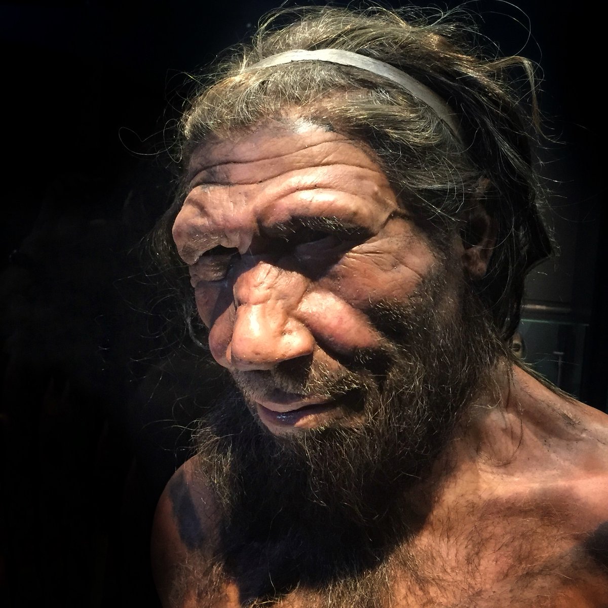 🦴🔬 L'oïda interna dels neandertals revela pistes sobre el seu enigmàtic origen! Un nou estudi dirigit per investigadors de <a href="/ICP_MCrusafont/">Institut Català de Paleontologia Miquel Crusafont</a> i <a href="/UAHes/">Universidad Alcalá</a> explora l'evolució dels nostres parents més propers. 🧵👇