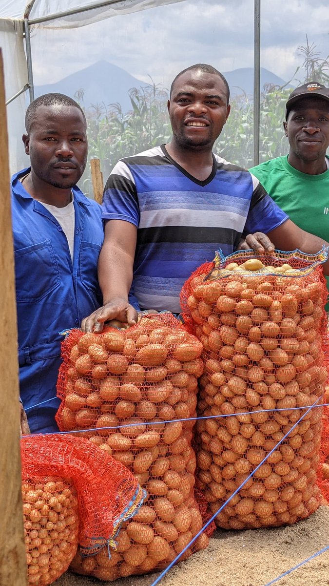 It's Happened today!! Our Cooperative #ICYEREKEZO_KINIGI has harvested mini tubers of #KIRUNDO Variety from our greenhouse. We are committed to strengthen our business into a professional career
<a href="/AgriterraRwanda/">Agriterra Rwanda</a> 
<a href="/kilimoEAC/">#KilimoTrust@20</a> 
<a href="/MusanzeDistrict/">Musanze District</a>