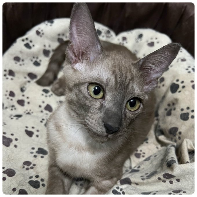 CatsterClub's tweet photo. 🏡หาบ้านให้น้องแมว 🏡
อยากจะขอโอกาสให้ “แม็กกี้“ ได้มีบ้านที่อบอุ่นไม่ต้องใช้ชีวิตจรอีกต่อไปค่ะ🏡 
อายุประมาน 2 เดือน 
นิสัยดี ขี้เล่น ติดคน 
ถ่ายพยาธิแล้ว 
ข้อความข้างต้นถือว่าเป็นสัญญาในการรับเลี้ยงดู  
ปล. ในพื้นที่กทม. ยินดีส่งให้ถึงบ้านค่ะ  

พิกัด  สุขสวัสดิ์ 
ติดต่อ  id line : Only_oonz
#1แชร์เท่ากับ1โอกาสที่น้องจะได้บ้าน#แมวหาบ้าน#แมวจร #คนรักแมว #ทาสแมว