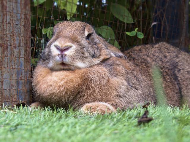 SUNDAY-MICHAEL🐷🐰🦮🐕🦺🐖🐐🦬🐂 (@landlordnxt77) on Twitter photo DO YOU KNOW RABBIT's CAN GET DEPRESSED
Rabbits are naturally social creatures that flourish through interaction with fellow rabbits or their human caregivers. When they are left alone, lack mental stimulation, or go through significant changes, they may experience depression. DO YOU KNOW RABBIT's CAN GET DEPRESSED
Rabbits are naturally social creatures that flourish through interaction with fellow rabbits or their human caregivers. When they are left alone, lack mental stimulation, or go through significant changes, they may experience depression.