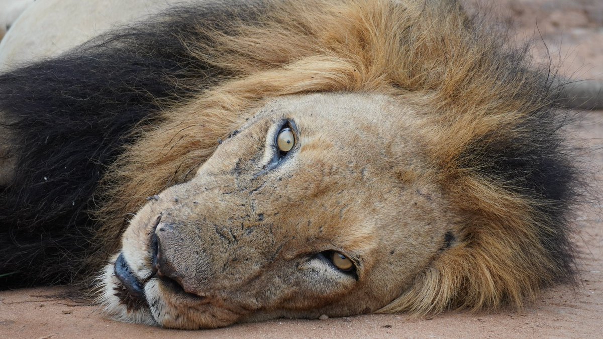 chswilso's tweet photo. Safari has NOT disappointed us! Such magical creatures! https://t.co/Y9gNhJL5TW