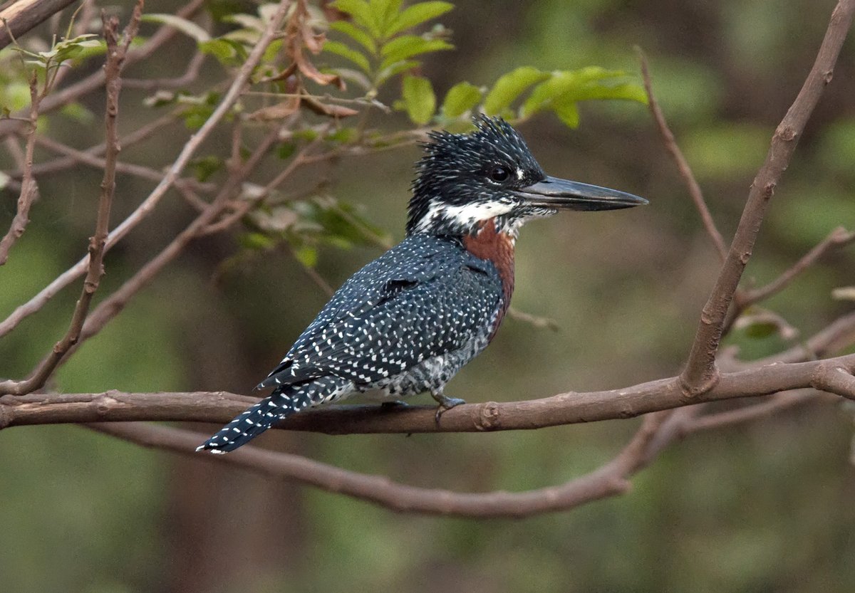 IGDC Member Colin Beale <a href="/TZBirder/">Colin Beale</a> has written a blog on his book about birds of east Africa. You can read the whole blog on our website tinyurl.com/3xfkurm9