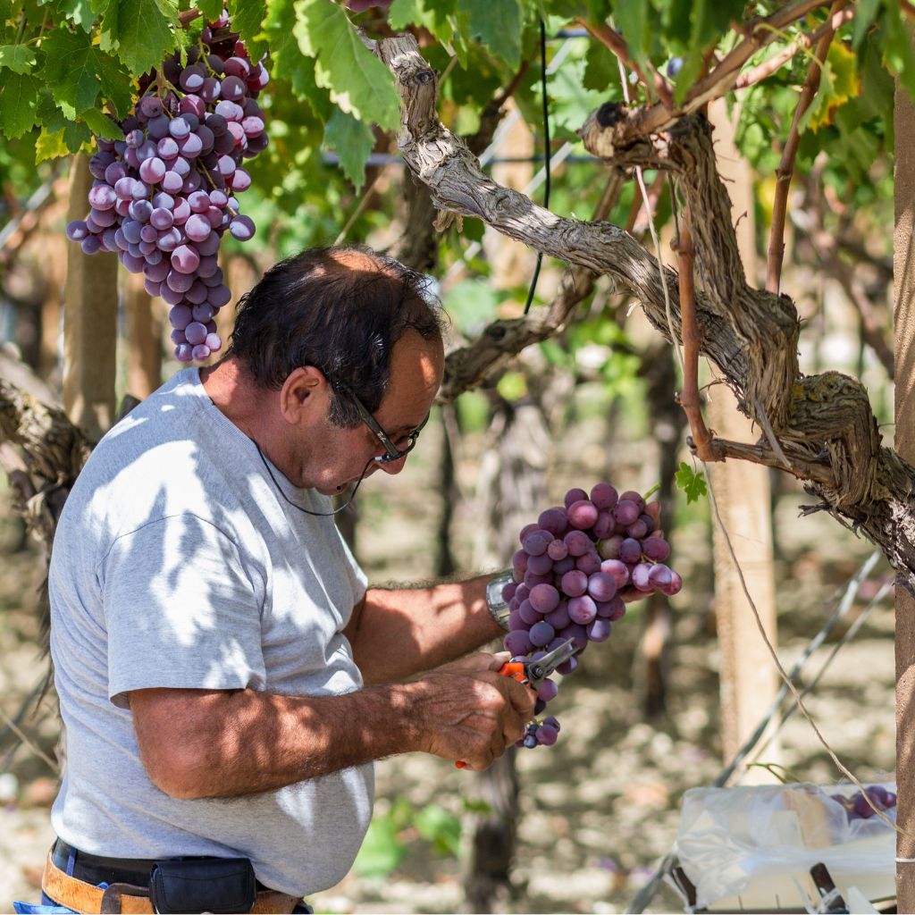 Terraflora_io's tweet image. 🌱 TerraFlora has transformed the way I farm!" – Giovanni Rossi, Italian Farmer 🇮🇹
"For years, I relied on traditional methods to manage my vineyard and olive groves. Since subscribing to TerraFlora’s AI-driven soil data, my crop quality has improved, and my yields increased by…