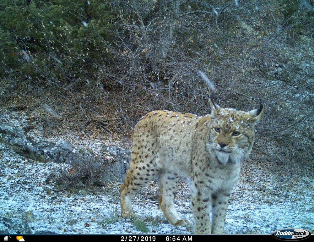 🌿Forest Restoration in 🇦🇱 and 🇲🇰 for the Balkan Lynx 🐾

In year 2 of the Forest Restoration project, through Nature-based Solutions (NbS), we're restoring #forests, boosting #biodiversity, and improving #climateresilience in Albania and North Macedonia.

These efforts are