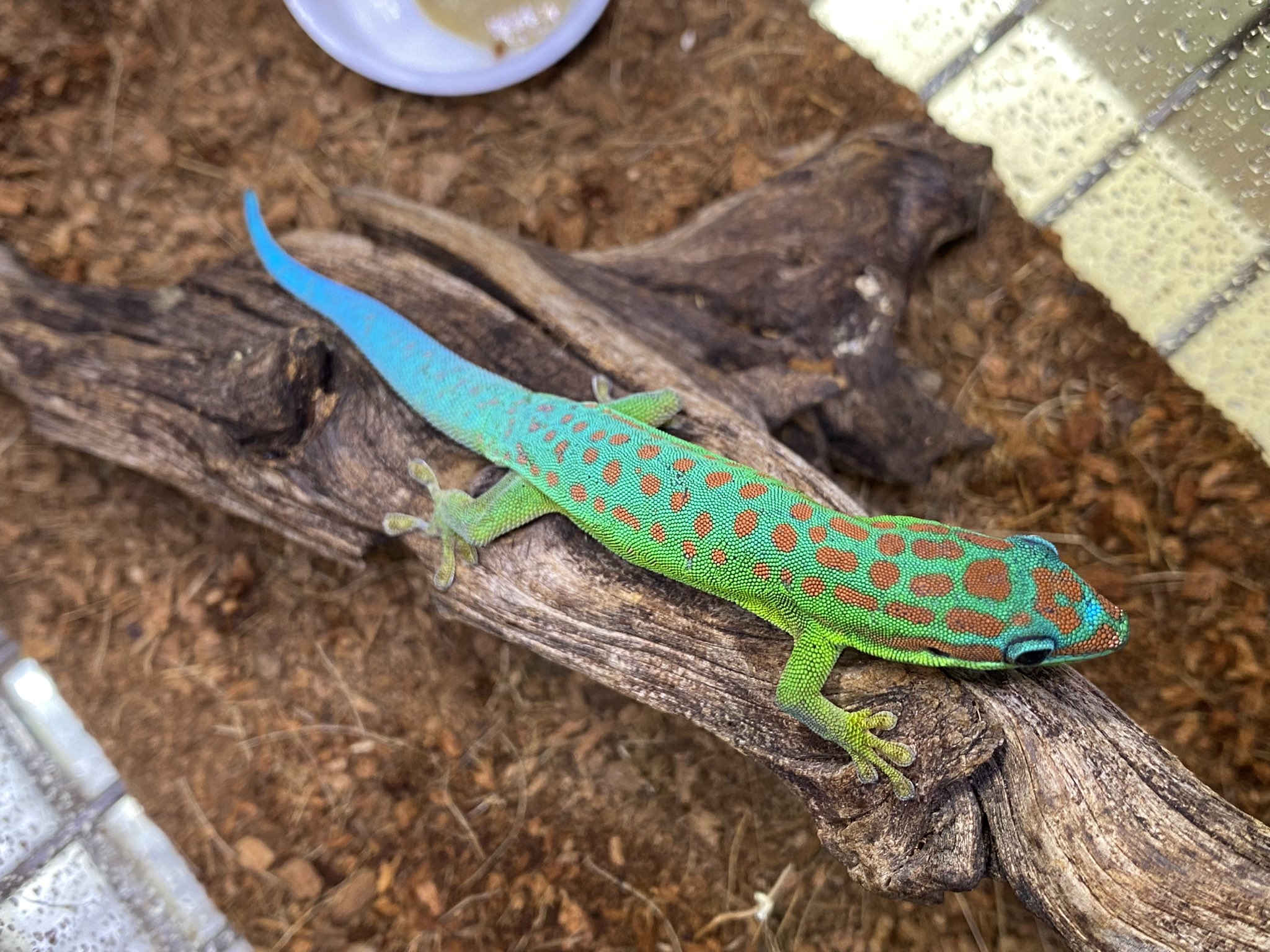 モリモリハヤト 初登場種含め美しいヒルヤモリ色々！オバケのペアも到着！！＠みなと