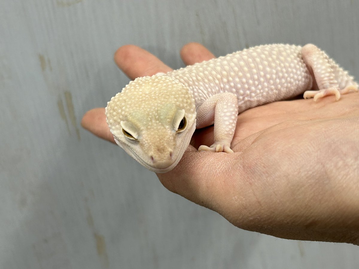 ホワイトナイト&ディアブロブランコ ホワイトナイト | Yo-Jiのふたたびレオパ