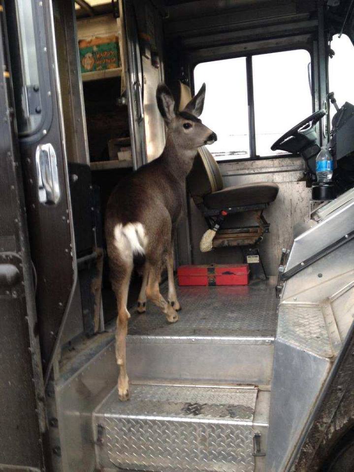 BREAKING: A deer hijacked a UPS truck to “see what two-day shipping feels like.” The truck was later found abandoned in a Wendy’s parking lot, completely empty.