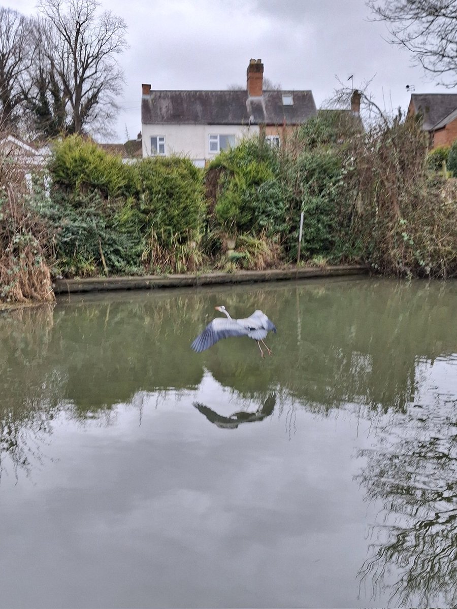 Morning stretch!

#heron #Soar #boatlife #boatsthattweet