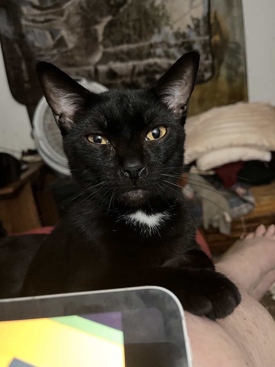 Oklahoma Cats tweet media