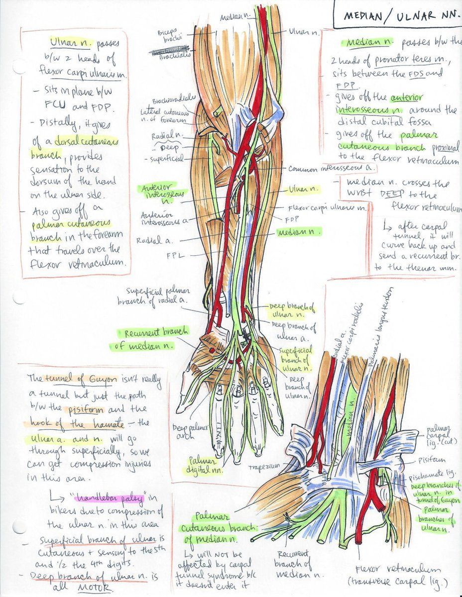 Median and ulnar nerve anatomy