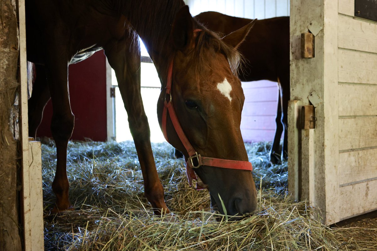 我が家の繁殖牝馬モエトレゾールは母母父フリートウイングです🙋‍♀️
現役の産駒は中央で2勝を上げ現在高知で頑張るグッドリドゥンス、大井8勝ビーザチェンジ、4勝イルヴェント&amp;レベリオスがいます🐴
