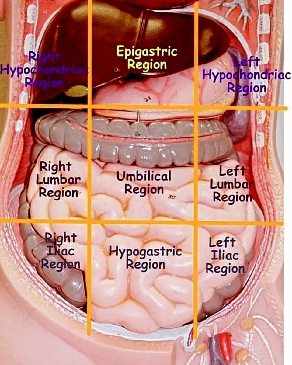 Abdominal Quadrants and their relations