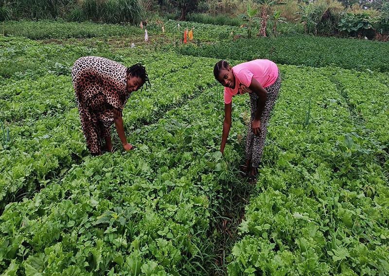 [Relire] «Notre famille a réalisé plusieurs projets dont la construction des maisons avec l'aide des revenus issus de la vente de nos légumes»: au #Cameroun, les sœurs Ofono perpétuent un héritage familial dans le maraîchage

agripreneursdafrique.com/article/au-cam…