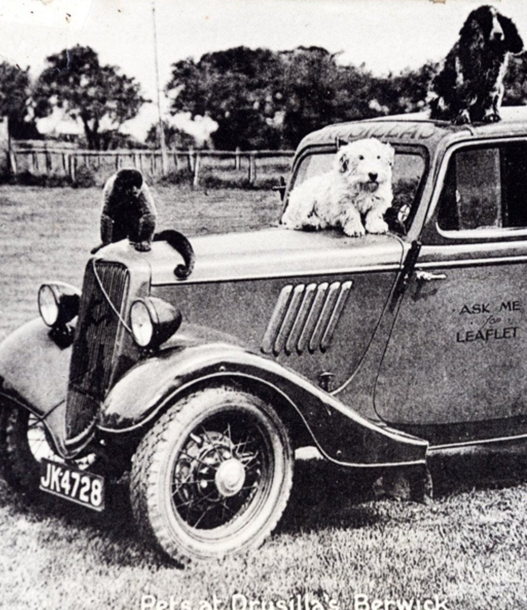 Drusillas welcomed its first animals in 1925: a kinkajou, a kangaroo, a chimp named Tarzan, and a lemur called Georgina. 100 years later, we still care for lemurs, that’s why they’re in our logo! ❤