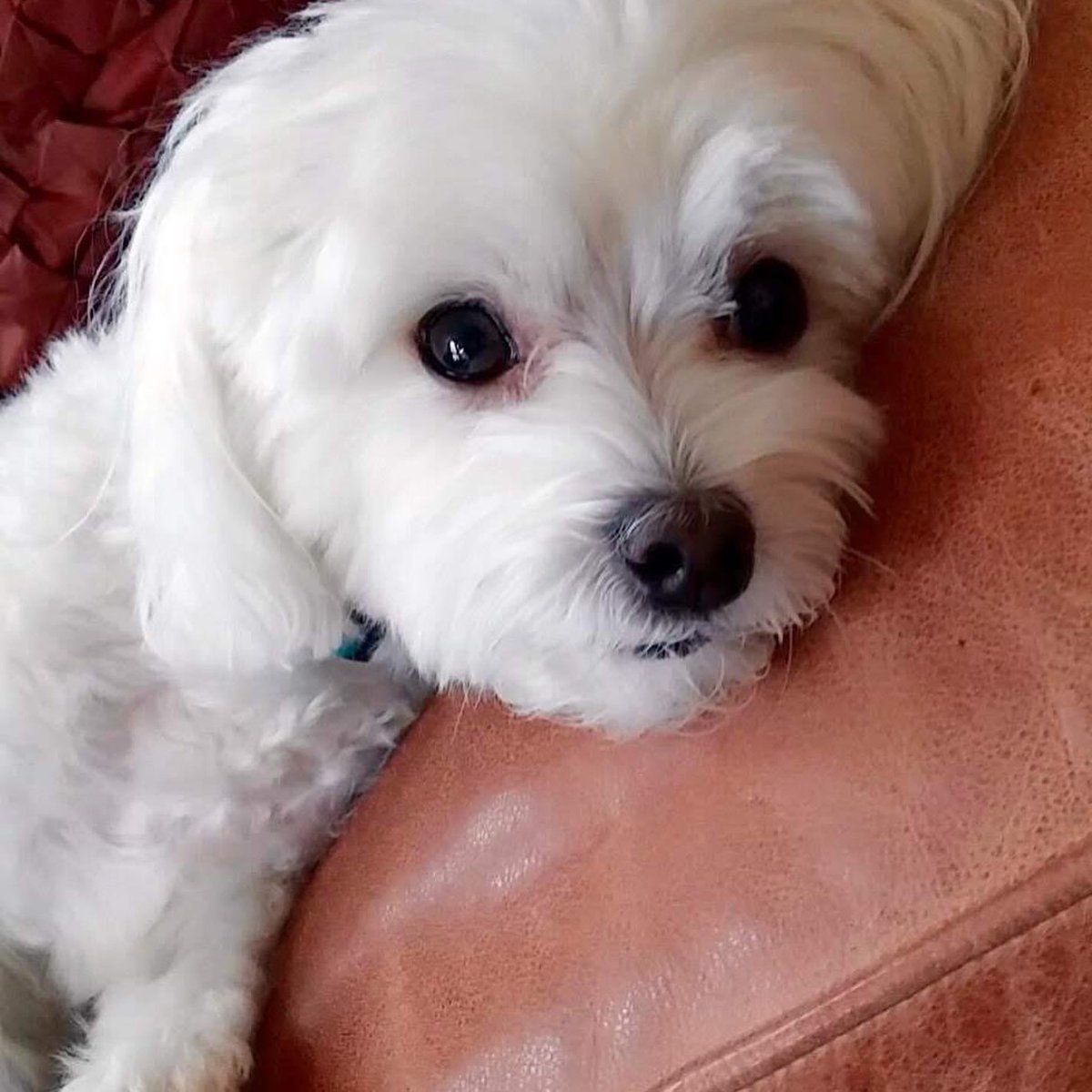 Simply, Milo ❤️@nationalpetday <a href="/fox5dc/">FOX 5 DC</a>