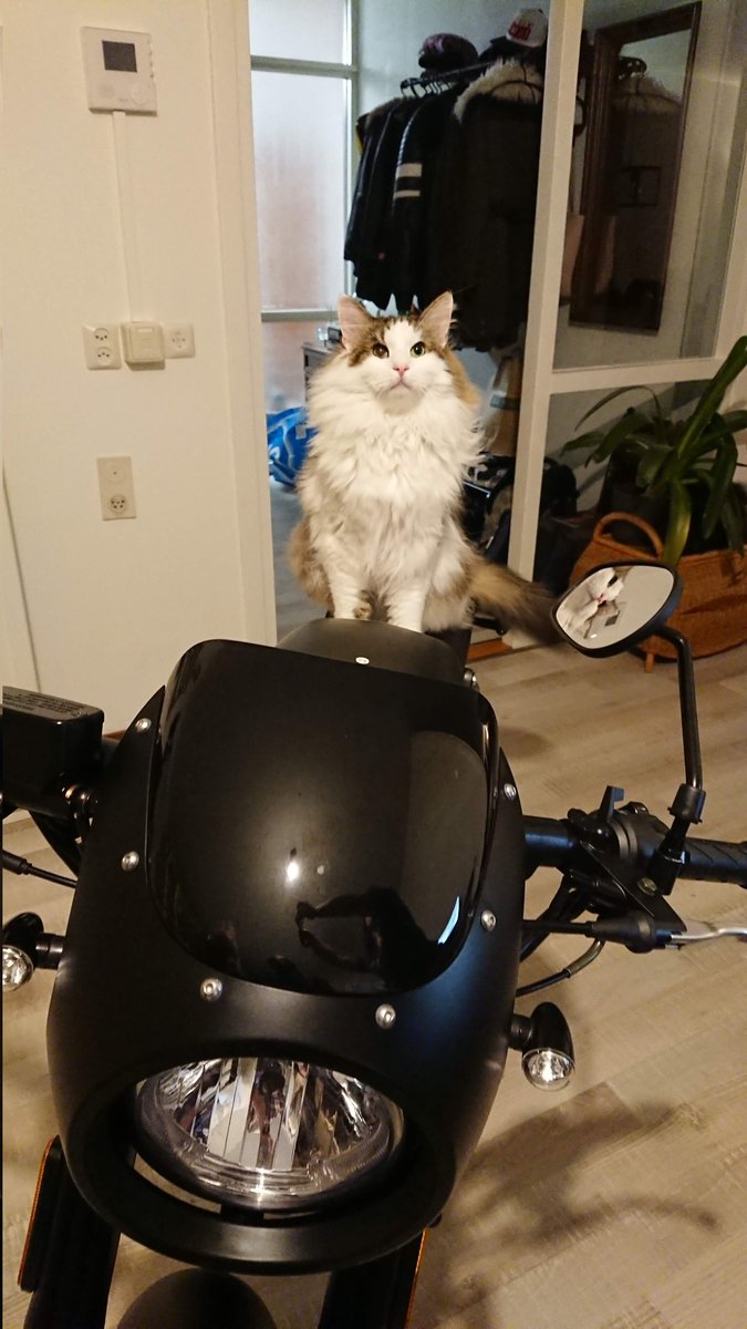 CaptainPym's tweet photo. @Chad_DeLuca @Twitch @YouTube Currently catdad to 5 unhinged gremlins with their own big personalities. https://t.co/TKD80FrUQ5