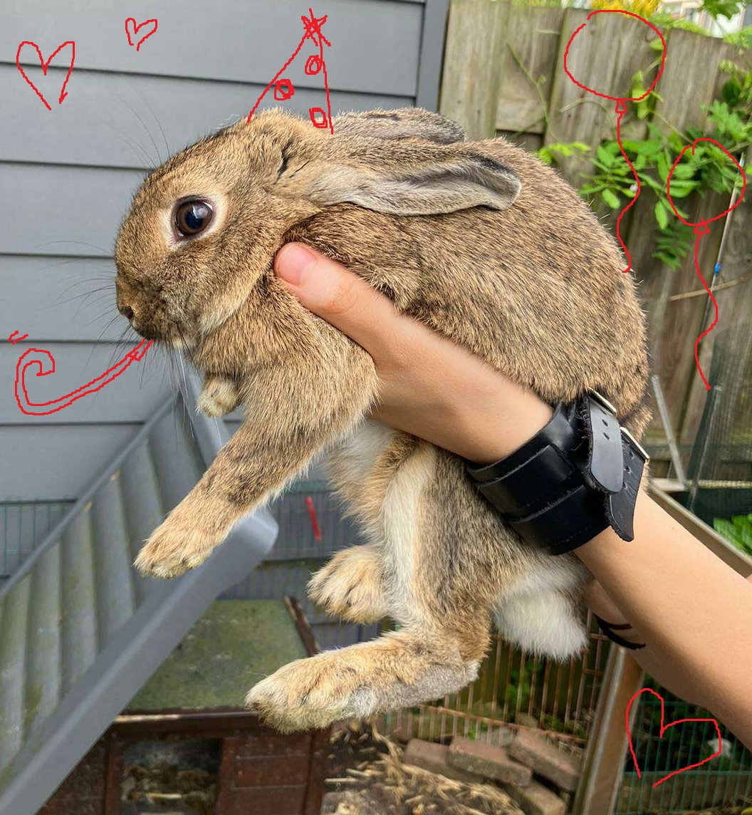 Niyannii_'s tweet photo. Today this little gremlin has her birthday! Extra snacks for Daisy today ๐ฐ๐
#bnuuy #bunny #floof #hoppyhour #menace #pets https://t.co/ztRKsdOiWb