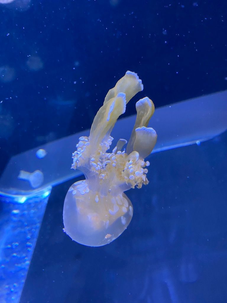 jellyfish, Miami aquarium  #sealife