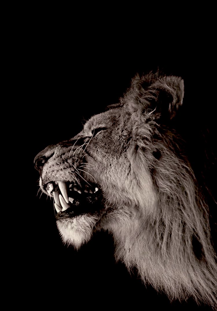 G1905cimbom's tweet image. Saldır Galatasaray 💛❤️
#GSvsAz