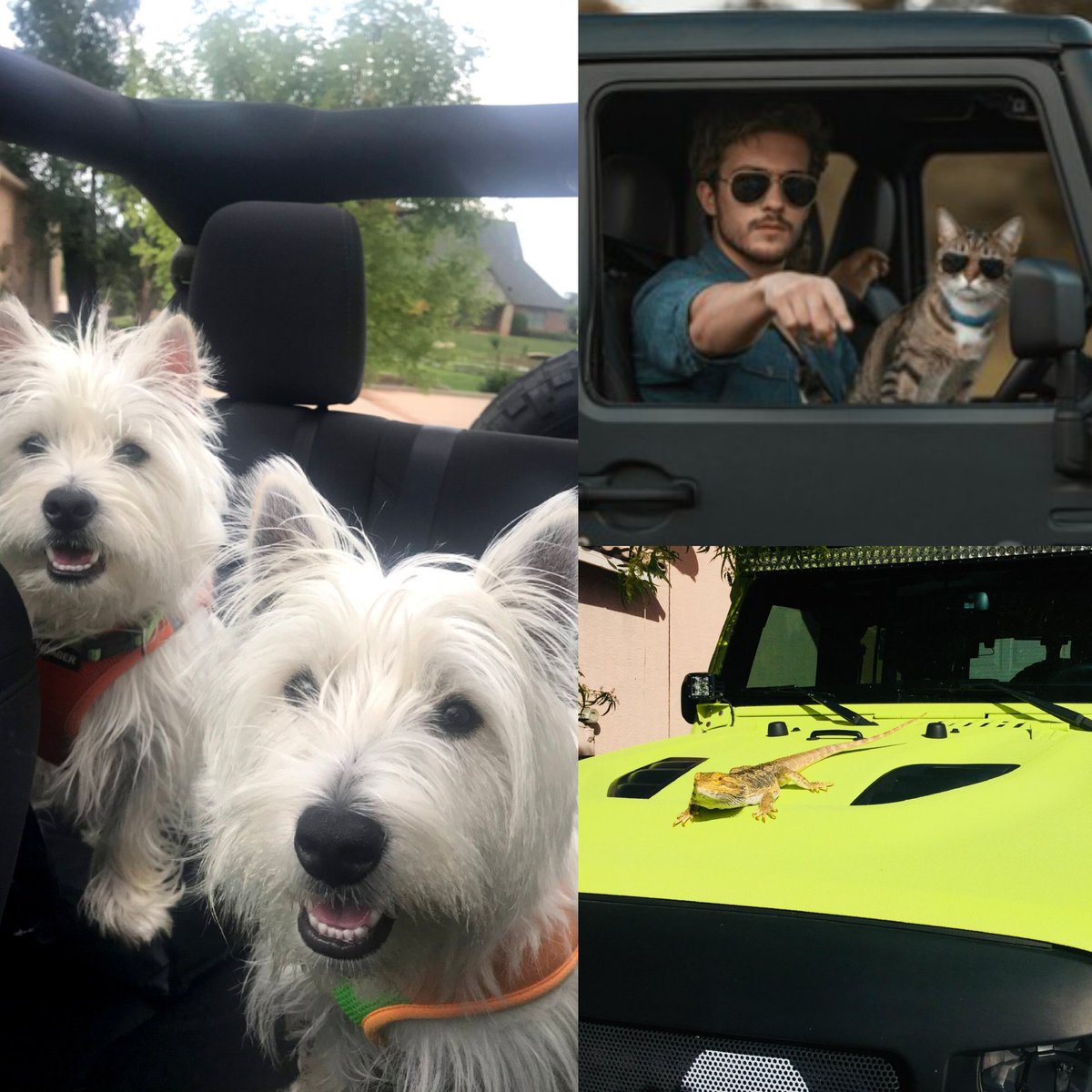 Good morning Mafia 👋☕️

What better way to show your pets love on #NationalLoveYourPetDay ❤️ than to take them on a jeep ride! Lets see them out there enjoying themselves! 🐶🐱🦎
