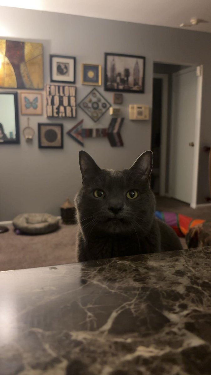 VictoriaRL95's tweet photo. willow jean, the sweetest fur baby to exist #fox29goodday #loveyourpet https://t.co/NG0ixd95KM