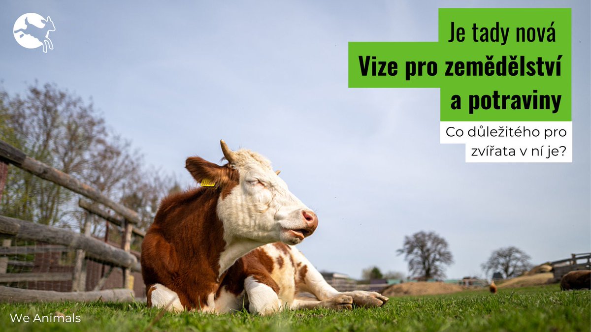CIWF_CZ's tweet photo. Povzbudilo nás, že @EU_Commission ve své Vizi potvrdila:
- revizi současné legislativy o welfare zvířat, včetně zákazu klecí
- pokrok v označování živočišných výrobků
- práci na zlepšování celosvětových standardů welfare zvířat
- přípravu plánu k výrobě a spotřebě proteinů v EU https://t.co/UqILZM4aYB