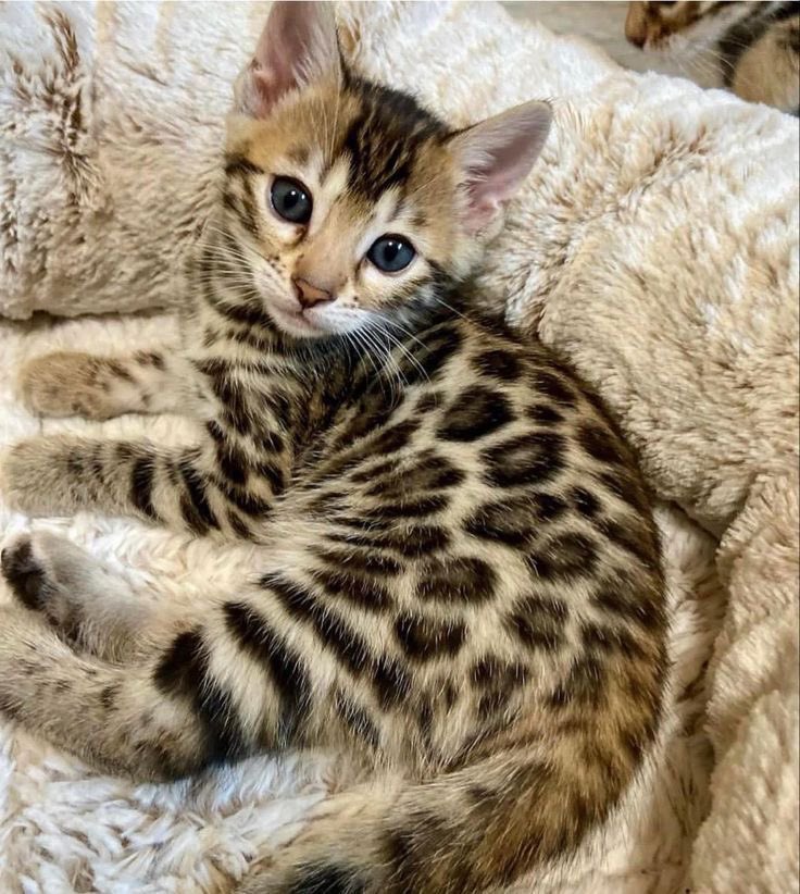 yoga_and_more's tweet image. Ich bin weg 👋 ihr Lieben 🌹 und Guten 🍀 ich danke euch von ganzem Herzen ❤ für eure tollen Tweets 🍀 und RT's 🌹 🤗...bis morgen 🎊 🎉 *freu *🤗 🙆‍♂️ 🤸‍♂️