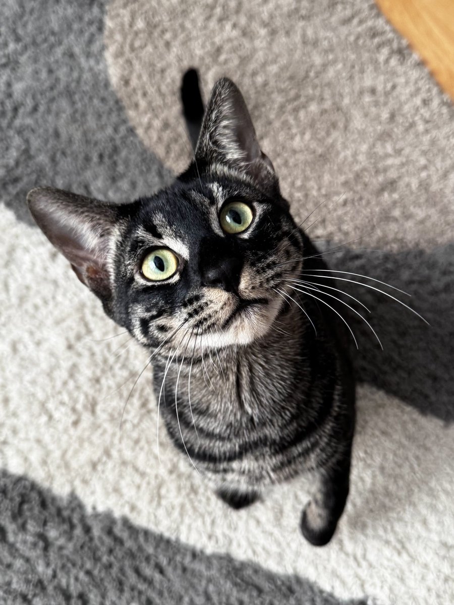 ADOPTED!! Ochi is officially mine!!!!