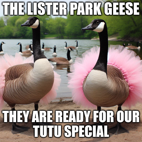Listerparkrun's tweet photo. The events team are ready, all the volunteers are ready, even the geese are ready! But are you ready? We hope so! Remember, it's 9am in Lister Park Bradford with our new starters briefing just before that at 8:50 - so GET THOSE TUTUS ON and we'll see you tomorrow! 👋 https://t.co/tMdAtsPNpj