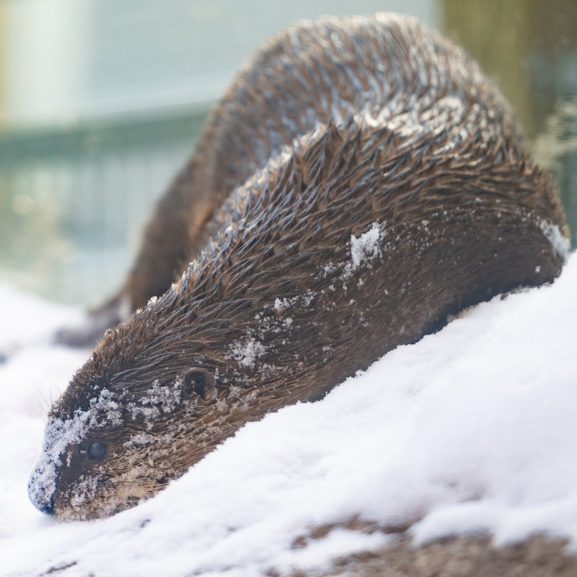 VAAquarium's tweet photo. It's not every day we get a snow day like this! Homer still loves a good frolick in the frost. ❄🦦

Photos: A shot of the Aquarium in snowfall, followed by Homer the otter playing in snow again in his exhibit. https://t.co/bvEhCnW2sI