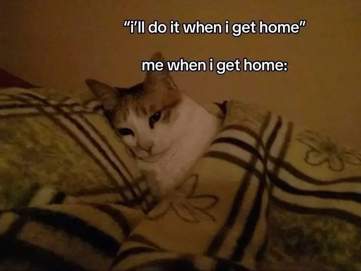 WeAssessCats's tweet photo. relatable af 😍 https://t.co/Mf7tCDYjR0