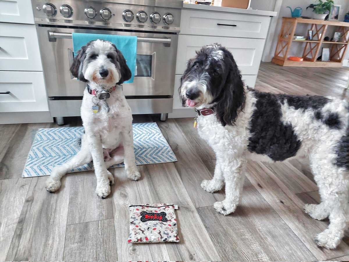 I was doing Tongue Out Thursday, and I have no idea what Rocky is doing 😂 #schooldays #dogsoftwitter #DogsOfX