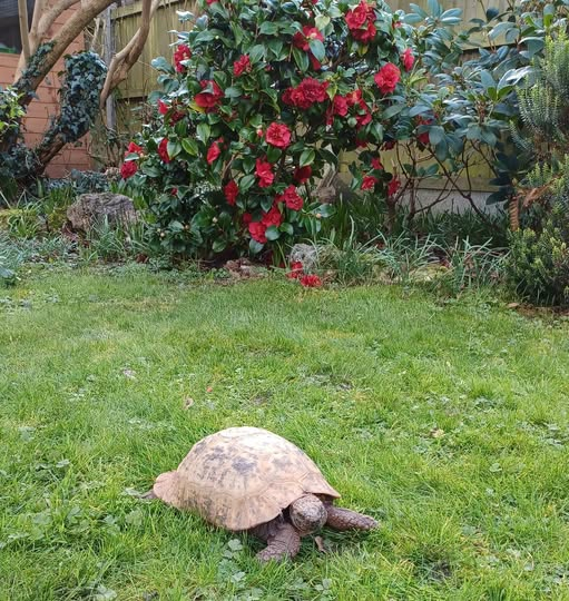 AlbertTortoise's tweet photo. The grey skies won't quit. This is #ALBERTthetortoise reporting loads of #admin ahead of #roadtrips surrounding #WorldBookDay on March 6. HE is devouring my #instructions. Hope the week closes #sweetly. #TakeCare https://t.co/ifzLh573KF
#tortoise #garden #bookseries #lawn #flower https://t.co/t2kCbCVkdl