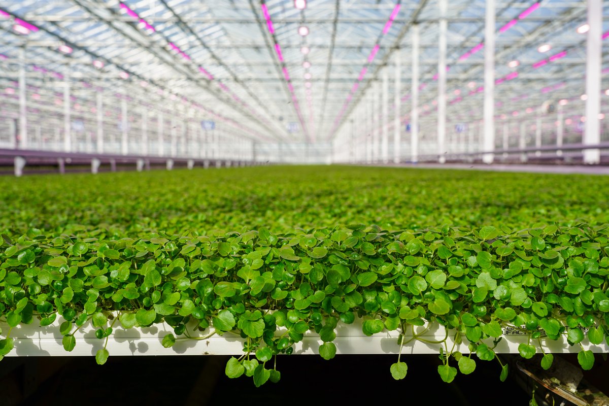 Nationwide Produce PLC tweet media