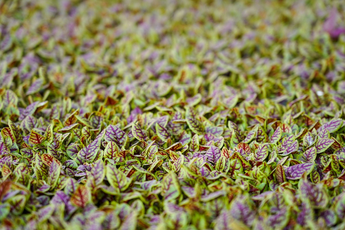 Nationwide Produce PLC tweet media