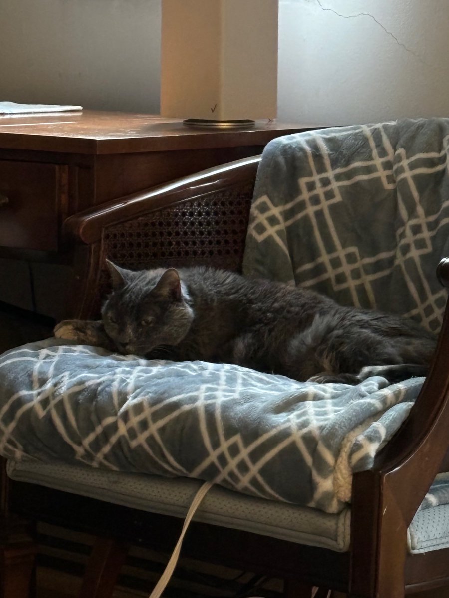 WillowTheCat tweet media