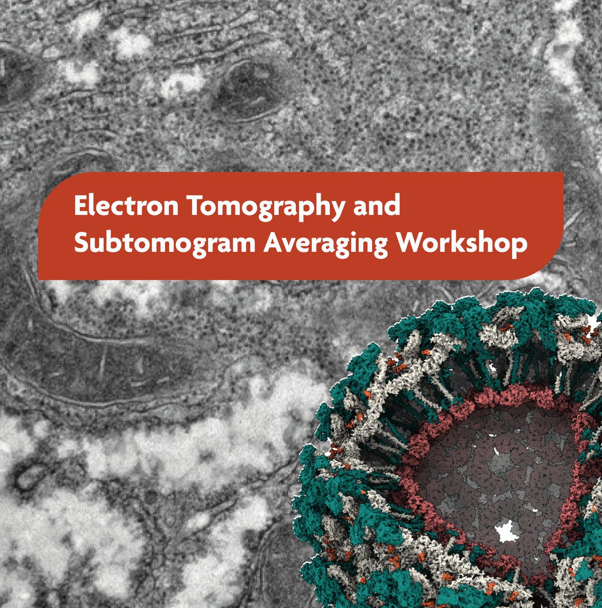 🔬 Join the Electron Tomography and Subtomogram Averaging Workshop 👉 A comprehensive overview of the whole image processing workflow ET.

📍<a href="/CNPEM/">CNPEM</a>, Brazil
🗓️ Registration closes: Feb 23, 2025

🔗 Apply now: bit.ly/43cbebM