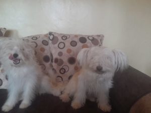 Meet <a href="/minniewanjiru/">Minnie Mururi</a>  + her accountability partners - Phoebe and Ann

✅ SEO content writer &amp; strategist + founder of Witty Content Writers.
✅ I enjoy the process of crafting engaging and informative content that appeals to readers &amp; aligns with algorithms.

🔗 in comments!