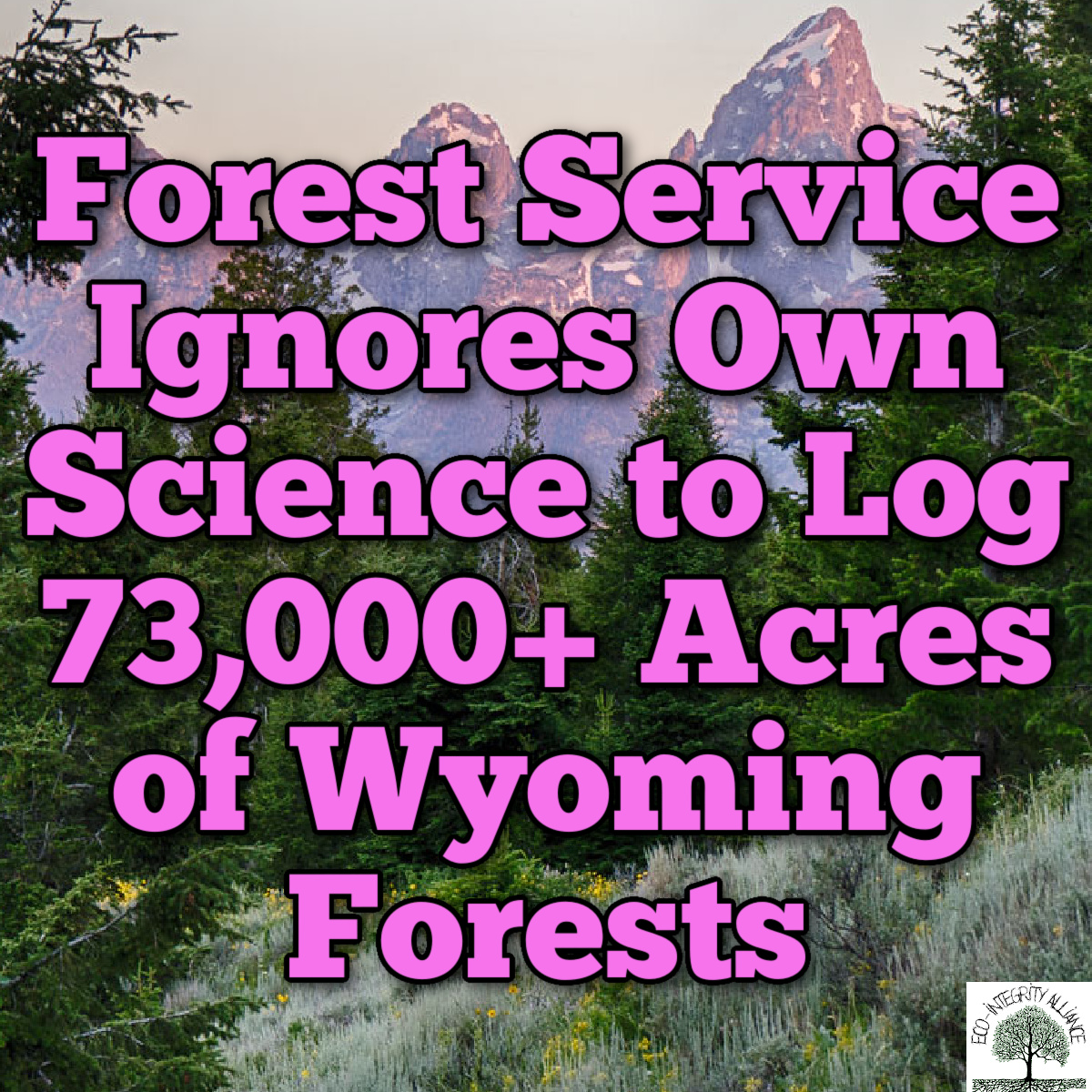ecointegrity_us's tweet image. U.S. Forest Service Ignores Own Science to Log 73,000+ Acres of Wyoming Forests 

eco-integrityalliance.org/2025/02/20/u-s…

@Y2U_Connection 

#wyoming #wildfire #forests #science