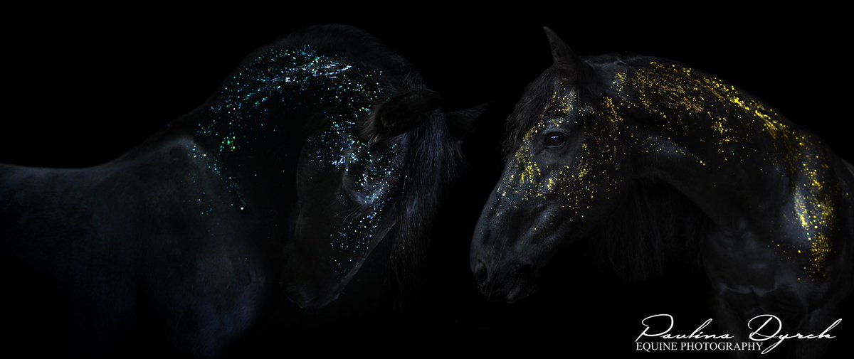 paulad1986's tweet photo. 💎“Shine like a diamond” 💎
Two friesian geldings Dionizos &amp; Dagon z Moreny https://t.co/LsDg7vqs7l