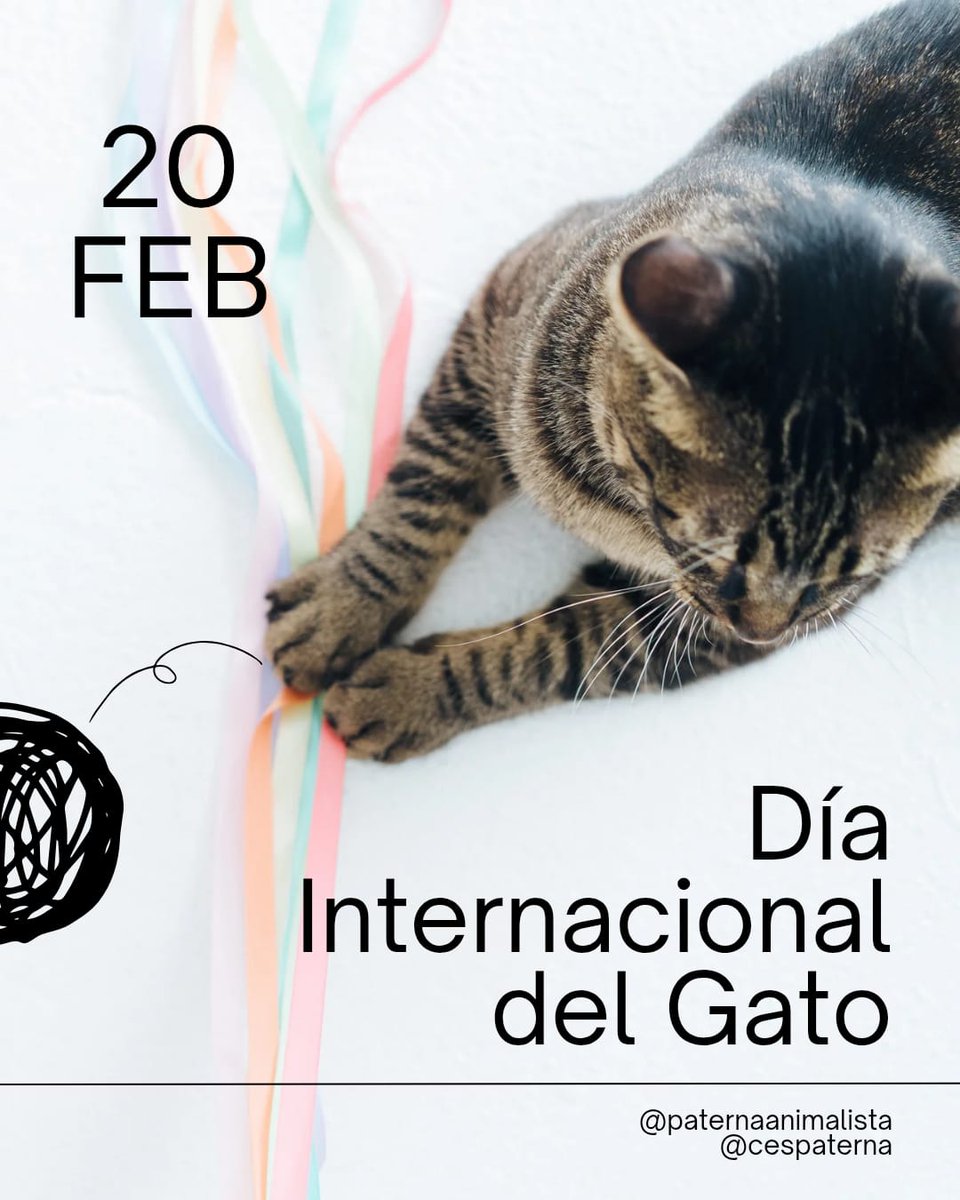 Hoy recordamos un poquito más a todos aquellos amigos/as gatunos/as a los que adoramos y por los que luchamos. 

¡Feliz #diainternacionaldelgato!