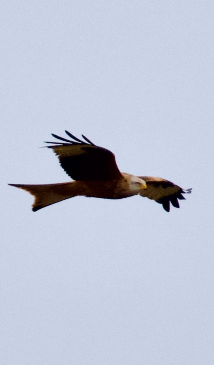 saintmck's tweet photo. Nice walk yesterday from #Blakeney to #Stiffkey plenty to see and admire👍😜Still loving my new camera and learning how to use it!!🤔Getting there I think🤔Cracking lunch @StiffkeyRedLion #nature #birds #NaturePhotography https://t.co/n0hkpzUR65
