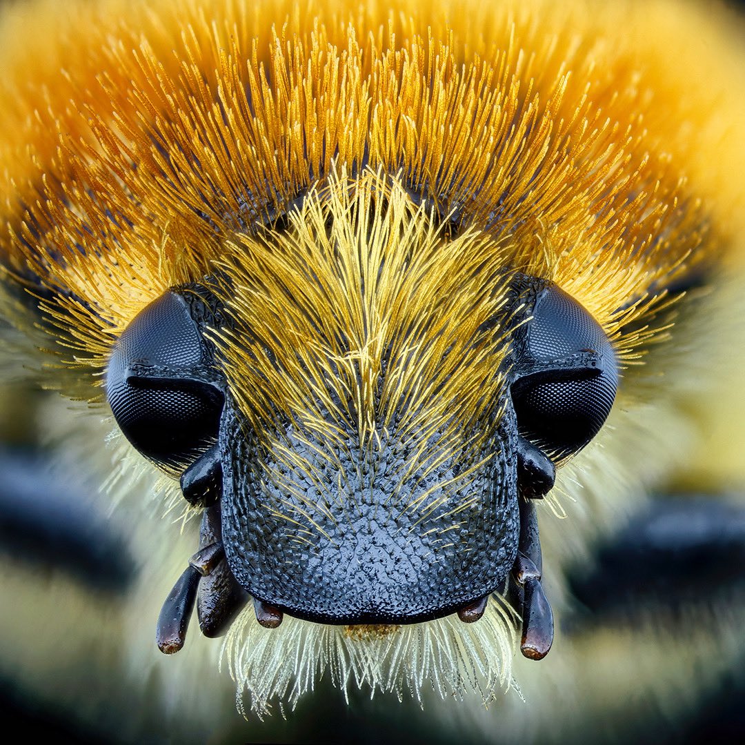 🇬🇧Bee beetle, Trichius sexualis.
The hairstyle is unbeatable, only the wild bees can keep up with it.

🇩🇪Südöstlicher Pinselkäfer, Trichius sexualis.
Die Frisur ist unschlagbar, da können nur die Wildbienen mithalten.

#coleoptera #insects #portrait #beetle #käfer #pinselkäfer