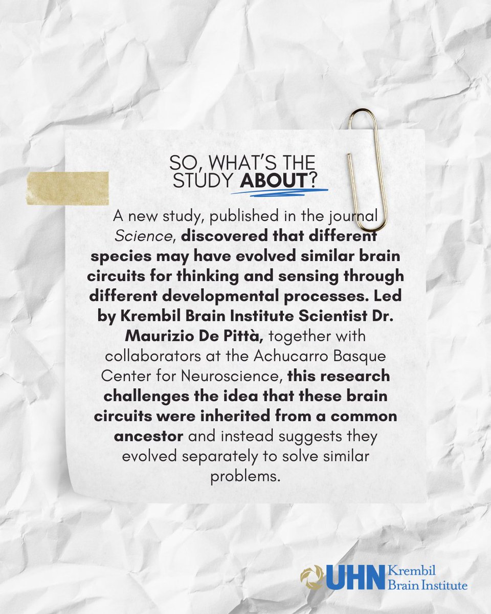 KBI_UHN's tweet photo. 📖✨ Congratulations to Dr. Maurizio De Pittà (@m_depitta), Scientist at UHN’s Krembil Brain Institute, for his recent publication in Science
(@ScienceMagazine)!
🔗: https://t.co/gPmjzuTeAz
#Neurogenesis #BrainEvolution #BrainResearch #Neuroscience #ComputationalNeuroscience https://t.co/tQwnsIGjRR