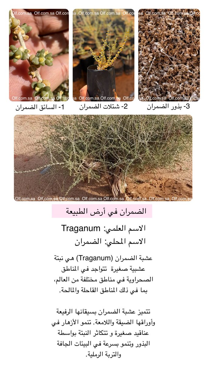 ollfsa's tweet photo. الاسم العلمي: Traganum 
الاسم المحلي: الضمران
#Traganum #الضمران #اولف #الطبيعه https://t.co/4zBRfCvcjv