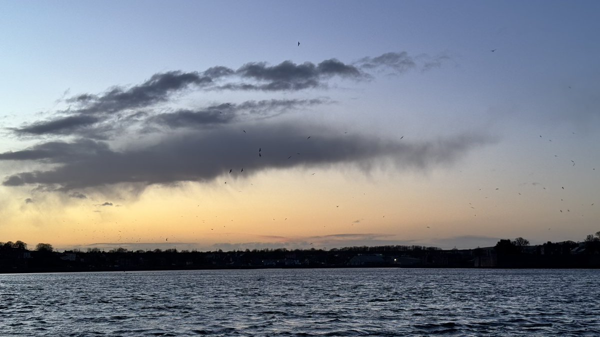 BeachDog15's tweet image. It a canny evening. #Springisnear